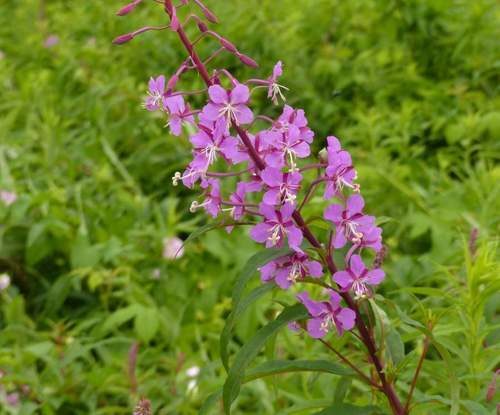Adelfilla 3