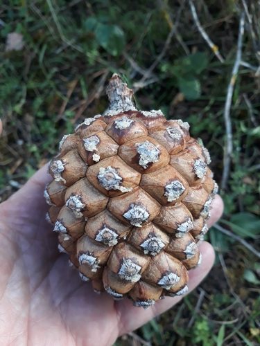 Stone pine