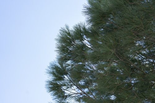Stone pine 2