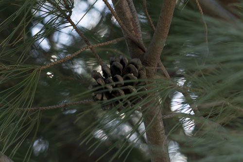 Stone pine 3