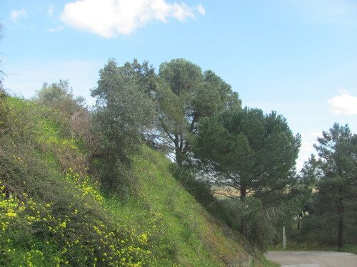 Stone pine 4