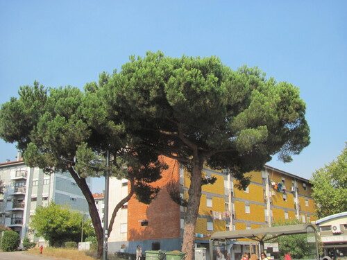 Stone pine 5