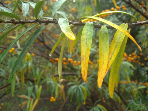 Espino amarillo 6