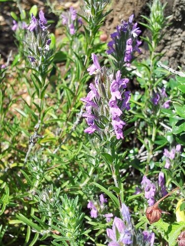 Thymbra spicata
