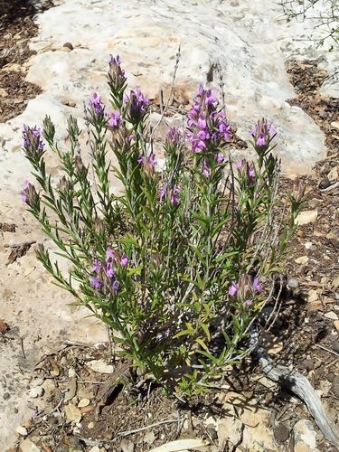 Thymbra spicata 2