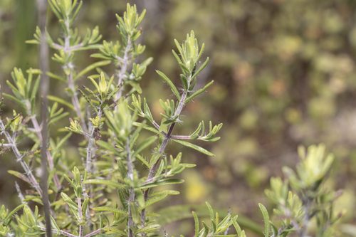 Thymbra spicata 3