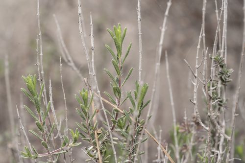 Thymbra spicata 4