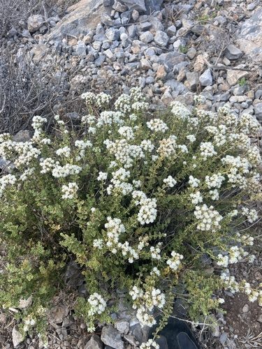 Origanum onites 2