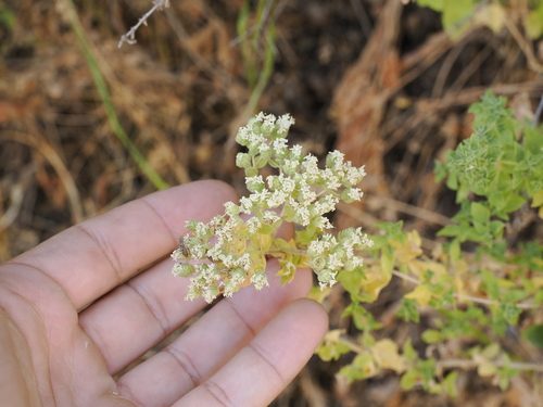 Origanum onites 3