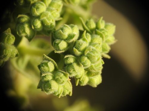 Origanum onites 4