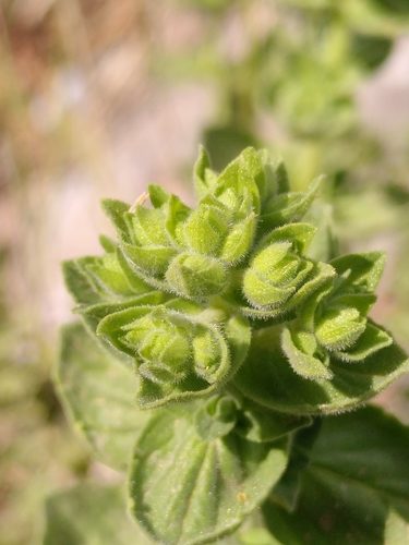 Origanum onites 5