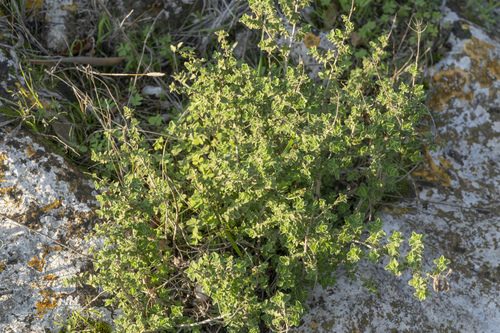 Origanum onites 7