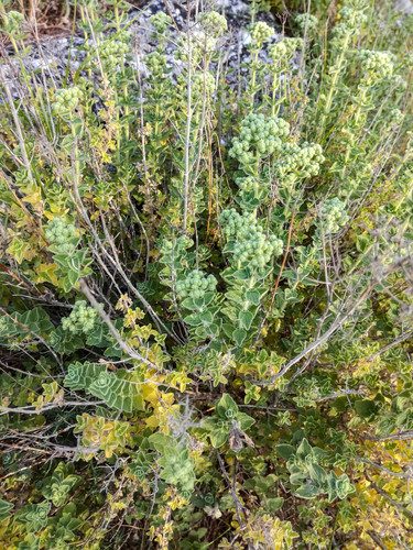 Origanum onites 6