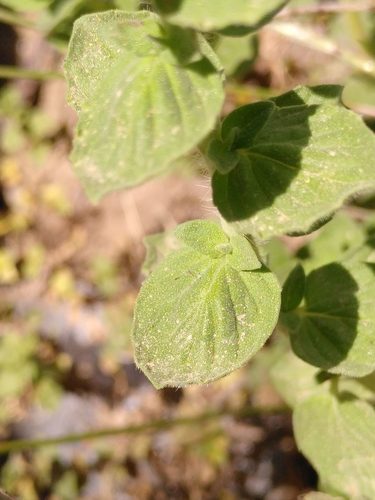 Origanum onites 8