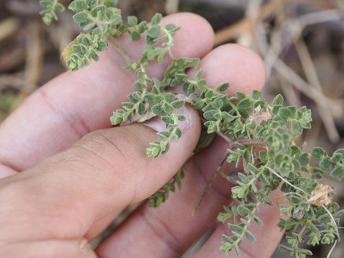 Origanum onites 9