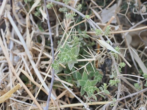 Origanum onites 10