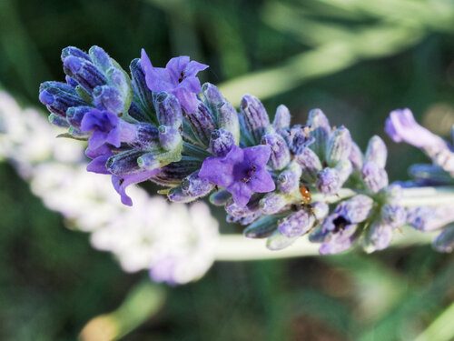 English lavender