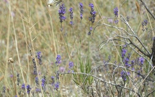 English lavender 4