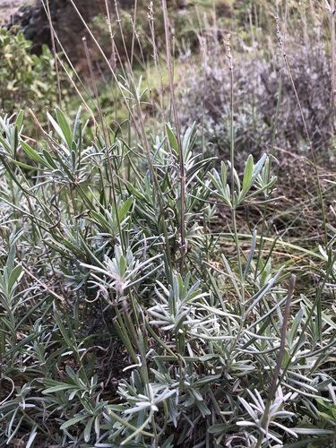 English lavender 7
