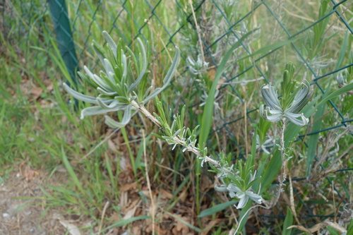 English lavender 10