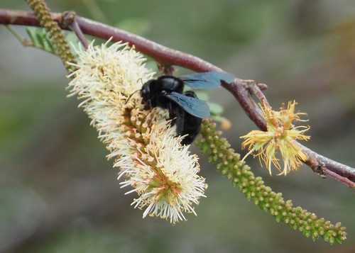Neltuma juliflora