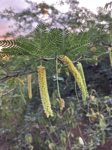 Neltuma juliflora 4
