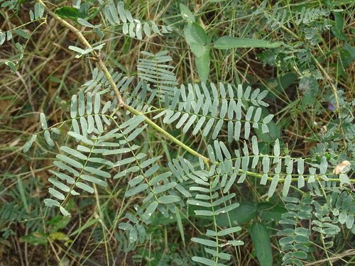 Neltuma juliflora 6