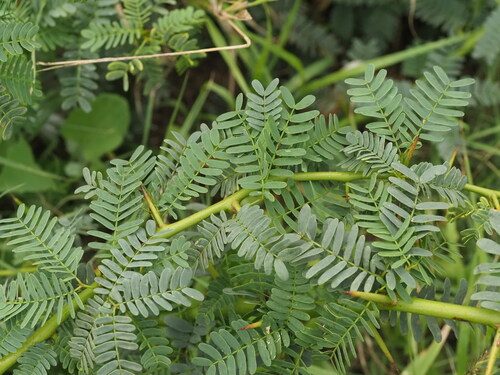 Neltuma juliflora 5