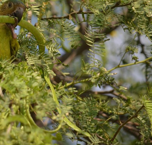 Neltuma juliflora 9