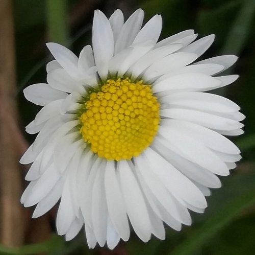 Pâquerette