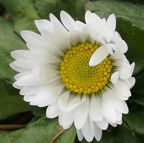 Pâquerette 4