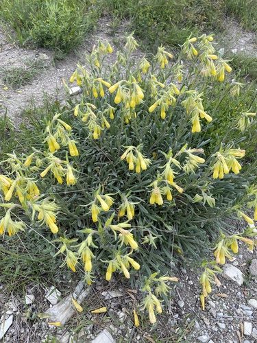 Onosma taurica 2