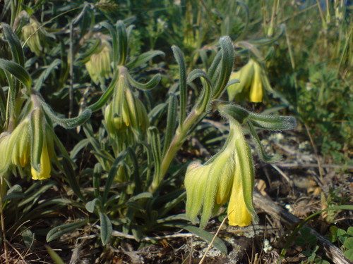 Onosma taurica
