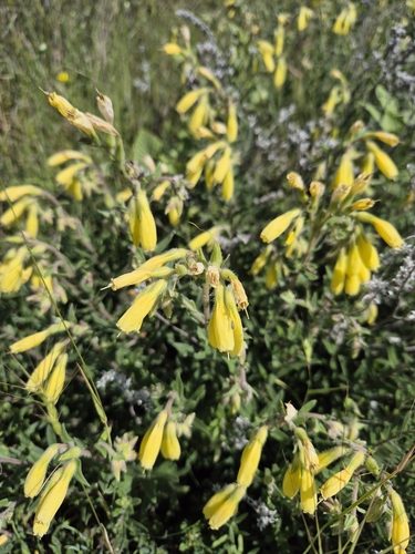 Onosma taurica 3