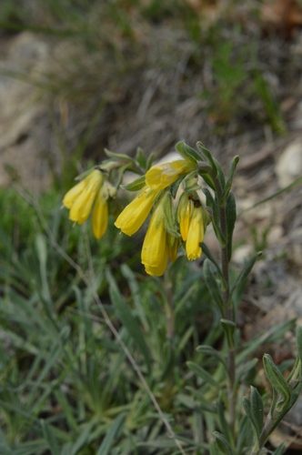 Onosma taurica 5