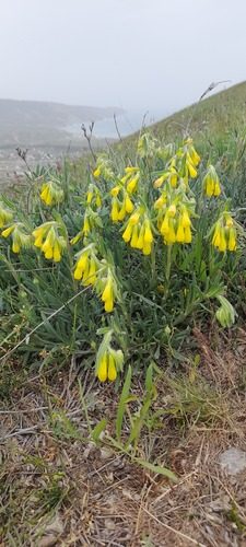 Onosma taurica 6