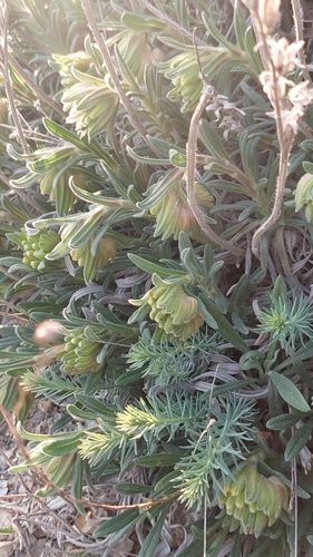Onosma taurica 9