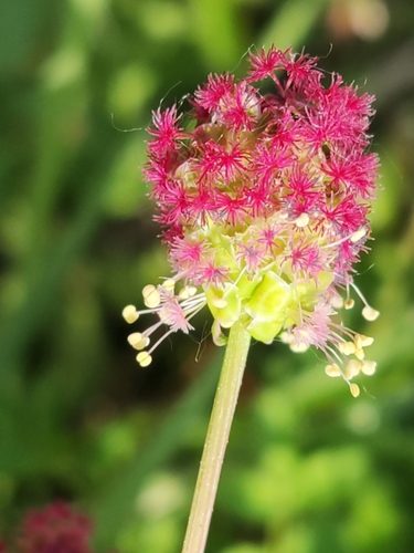 Kleiner Wiesenknopf
