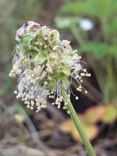 Kleiner Wiesenknopf 3