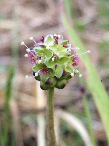 Kleiner Wiesenknopf 4