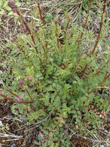 Kleiner Wiesenknopf 7