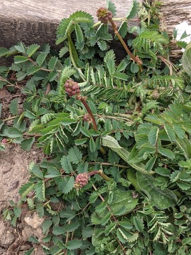 Kleiner Wiesenknopf 8