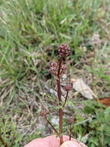 Kleiner Wiesenknopf 9