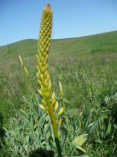 Foxtail lily 2