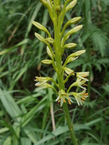 Foxtail lily