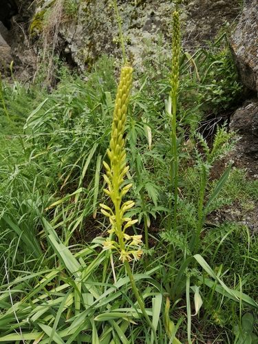 Foxtail lily 3