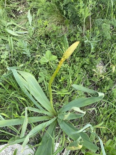Foxtail lily 4