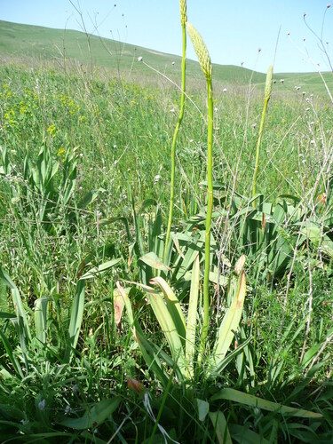 Foxtail lily 5