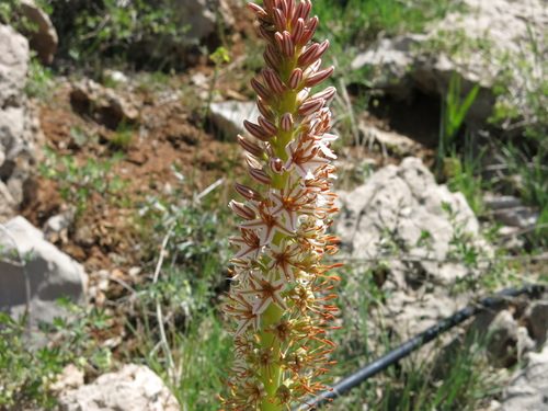 Foxtail lily 7