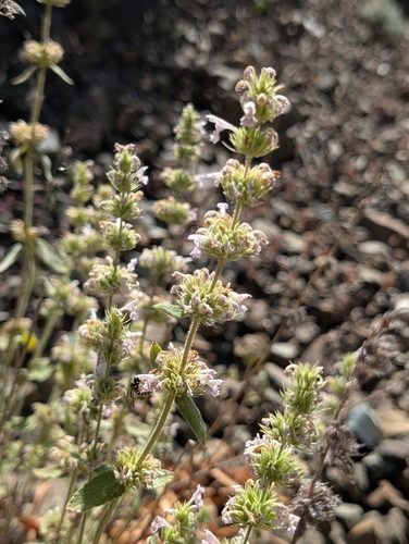 Nepeta italica